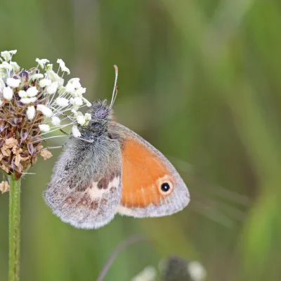 Small heath butterfly
