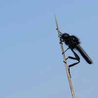 St Mark's Fly