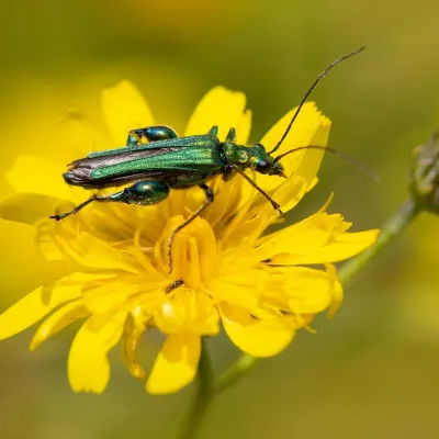 Swollen-legged flower beetle