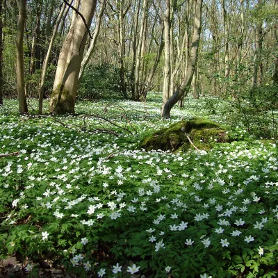 Wood anenomes at Blean Wood