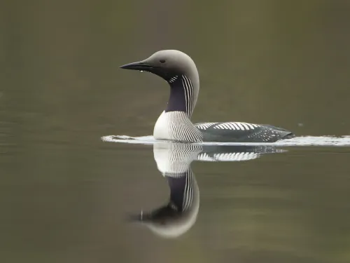 Black-throated Diver