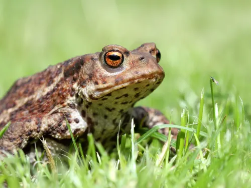 Common toad