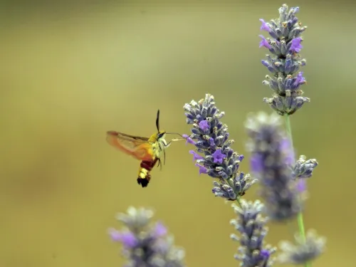Broad-bordered Bee Hawk-moth