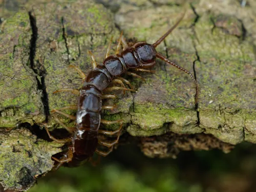 Brown Centipede