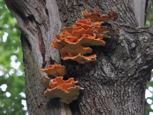 Chicken of the Woods