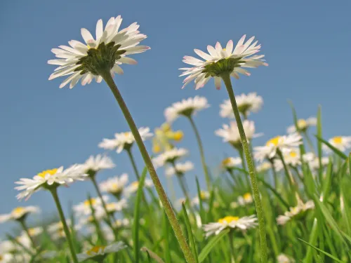 Common Daisy