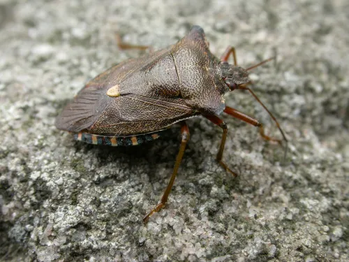 Forest Bug