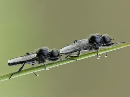St Mark's Fly