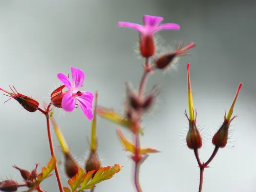 Herb-Robert