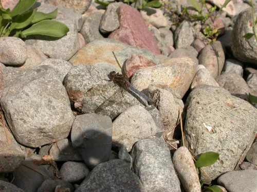 Keeled Skimmer