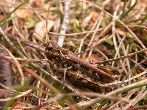 Mottled Grasshopper