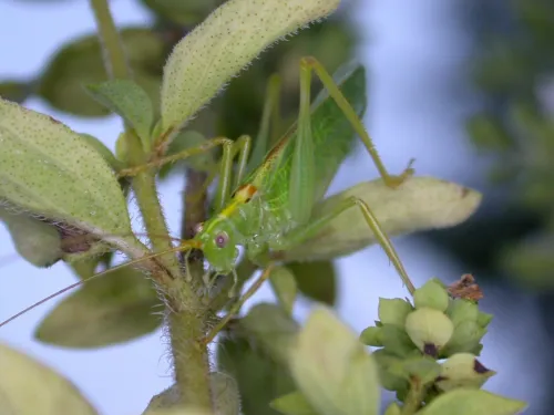 Oak Bush-cricket