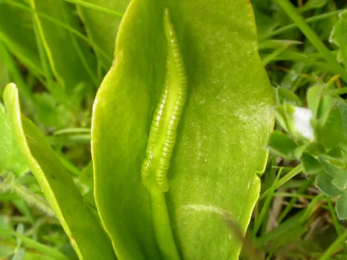 Adder's-tongue Fern