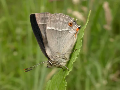 Purple Hairstreak butterfly