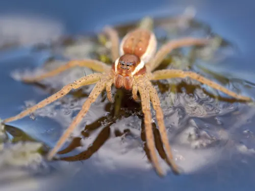 Raft Spider