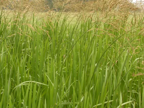 Reed Sweet-grass