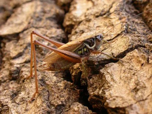 Roesel's Bush-cricket