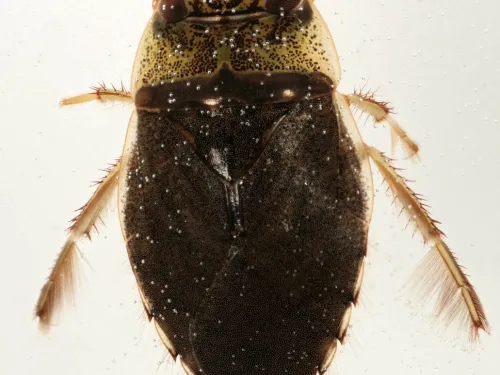 Saucer Bug