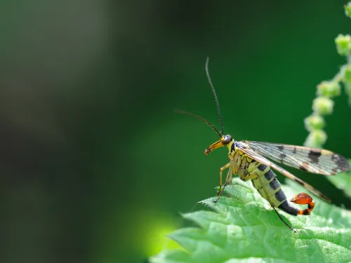 Scorpion Fly