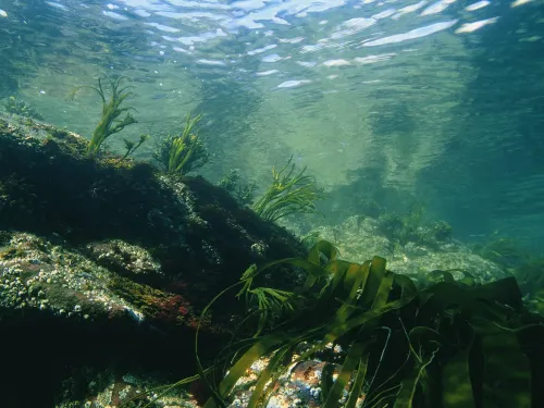 Shallow Water
