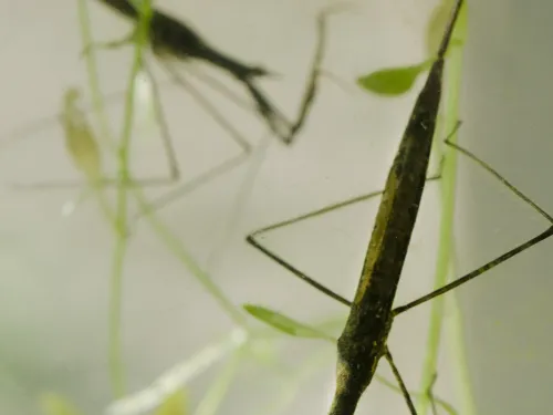 Bugs in Kent | Kent Wildlife Trust