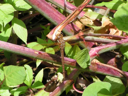 Brown Hawker