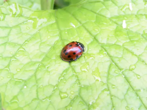 Eyed Ladybird