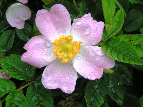Dog-rose