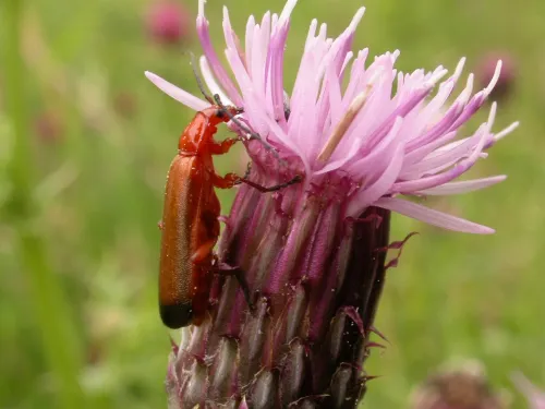 Common Red Soldier Beetle