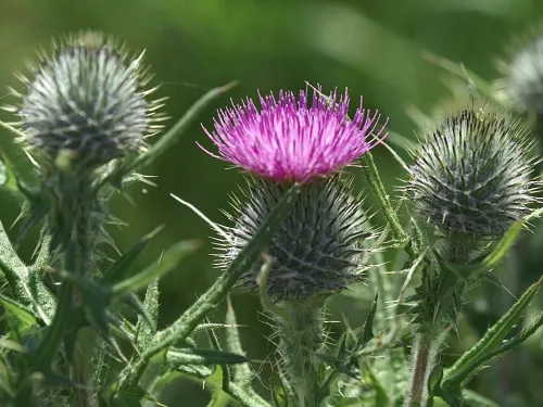 Spear Thistle