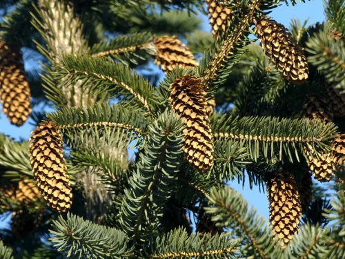 Sitka Spruce