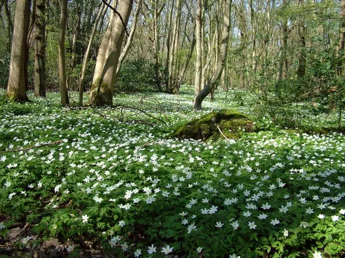 A woodland floor carpeted with wood anemones.