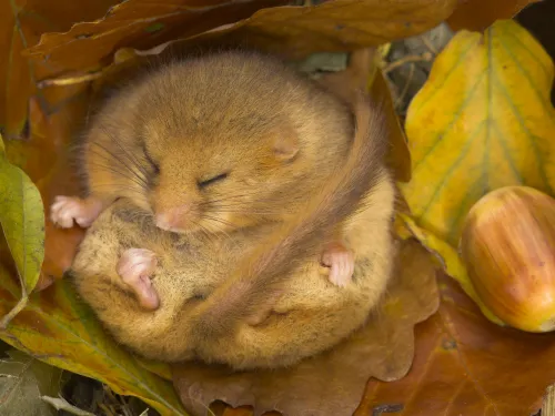 Dormouse curled up amongst autumn leaves and acorns.