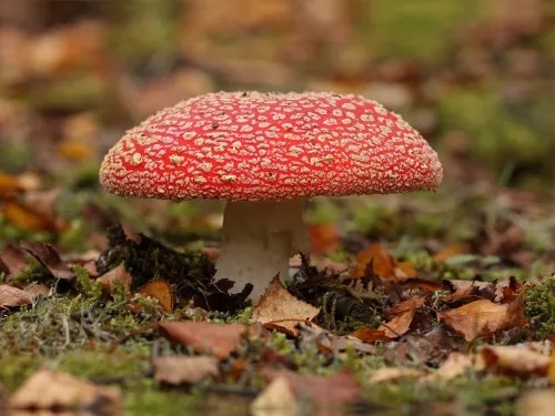 A fly agaric mushroom with distinctive white spots on a red cap.