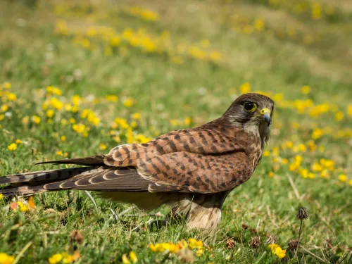 Kestrel on grassland