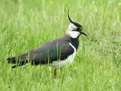 Lapwing