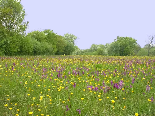Green winged orchids at Marden Meadow