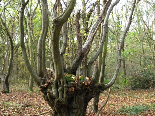 Ancient Hornbeam pollard