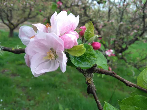 apple blossom