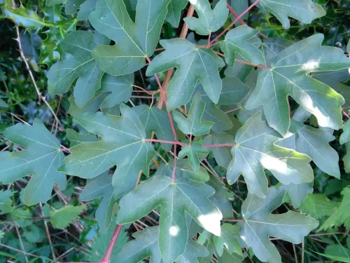 Field maple