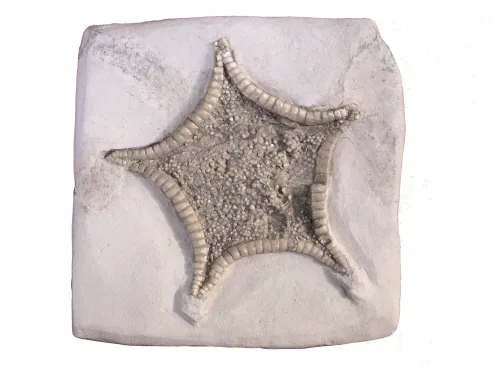 chalk starfish by Philip Hadland