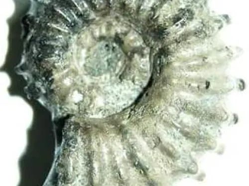 Ammonite by by Philip Hadland