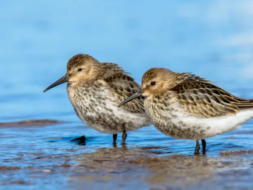  A pair of dunlin roosting on a muddy shore