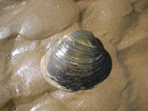 ocean quahog