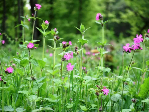 Red campion flowers