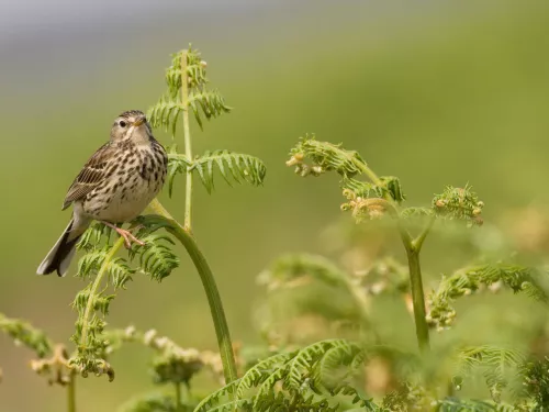 Meadow pipit