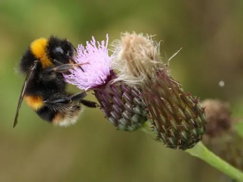 Buff-tailed bumblebee