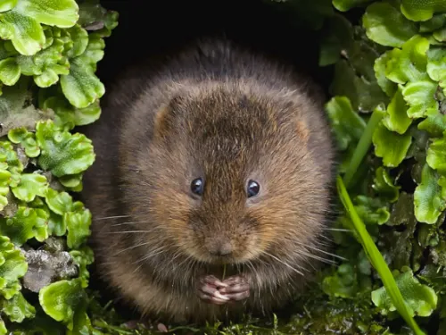 water vole in hole by the water surrounded by aquatic plants covering his burrow entrance