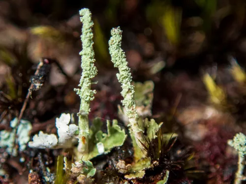 Powderhorn lichen on a woody floor