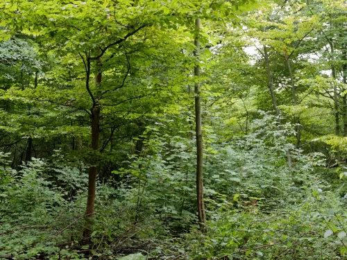Shorne Wood